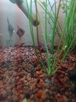 Corydoras