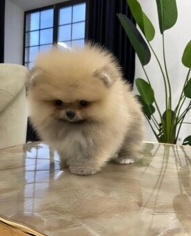 POMERANIAN DELUXE