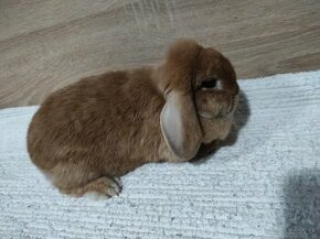 Zakrslý králik minilop