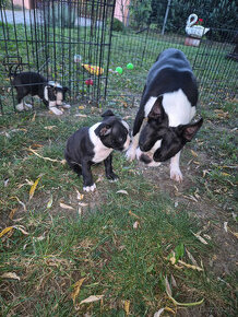 Boston terier,Bostonský terier,Boston terrier