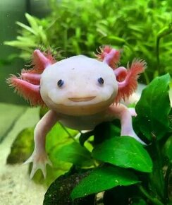 Axolotl + akvárium a filter