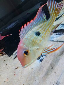 Geophagus red head Tapajos