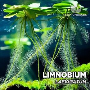 Limnobium laevigatum - plávajúca rastlina