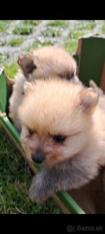 Pomeranian