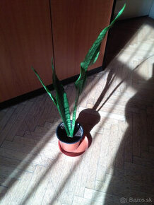 Svokrin jazyk - Svokrine jazyky - Sansevieria s kvetináčom