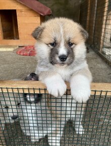 Akita Inu