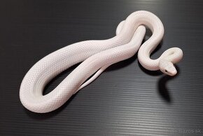 PANTHEROPHIS OBSOLETUS LEUCISTIC