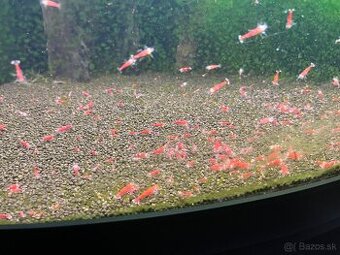 Caridina Super Crystal Red