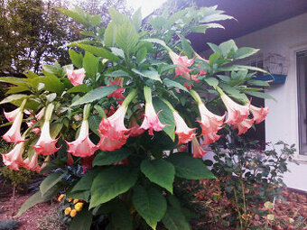 Brugmansia-anjelské trúby