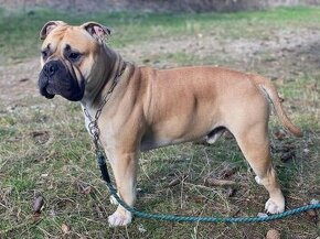 American  bully na krytie - 1