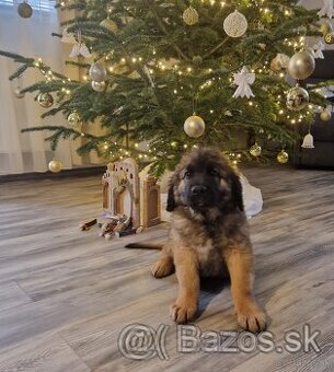 Leonberger - šteniatka s PP