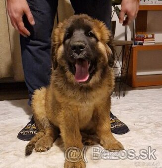 Leonberger - šteniatka s PP