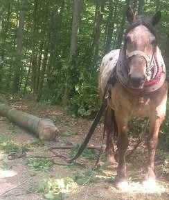 Predám -prípadne vymením tažného valacha