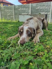 Louisianský leopardí pes Catahoula