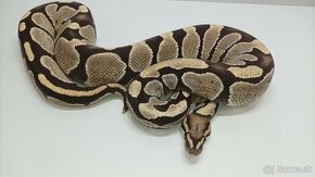 Python regius zlava 20% - 1