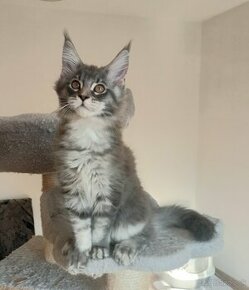 MAINE COON - mainská mývalia s PP