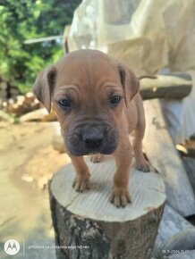 Šteniatka Cane Corso - 1