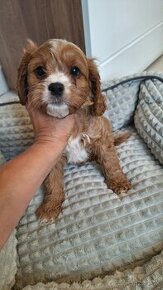 Cavapoo