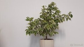 Ficus Benjamin