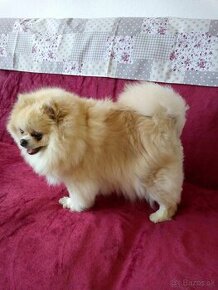 Pomeranian