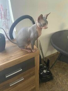 Kocúrik Sphynx