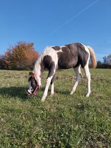 Polročná kobylka mix APH/ARAB