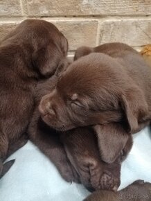 Labrador retriever šteniatka