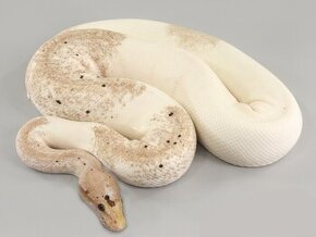 Kúpim Python regius Albino/pied/clown/DG a iné