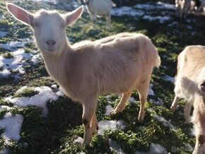 predám ročnú kozu-pravdepodobne kotná