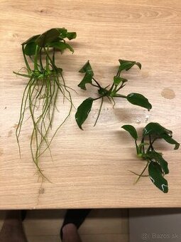 Anubias