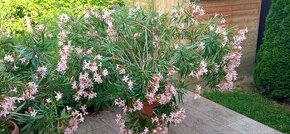 oleander, veľký ker - 1