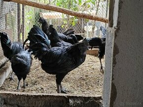 Ayam cemani - 1