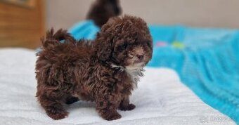 maltipoo mini