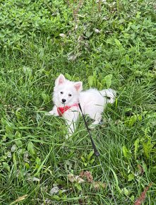 Pomeranian biely