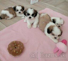 Shi-tzu,Shih-tzu, sicu,shicu,