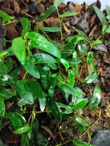 Ficus punculata - Borneo