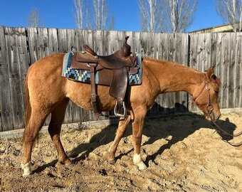 American Quarter Horse