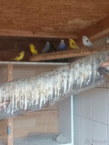 Papagáj Patagónsky, Alexander čínsky, Andulky, Neofema