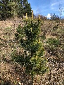 Sibírsky Céder (Pinus Sibirica) / Borovica Sibírska sadenice - 1
