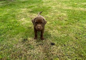 Hnedý (čokoládový) labrador