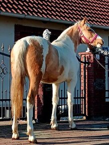 AMERICAN PAINT HORSE krizenec