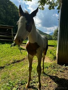 american paint horse