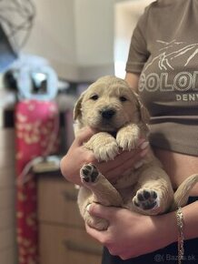 zlaty retriever