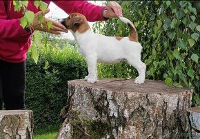 Jack russel terrier s PP