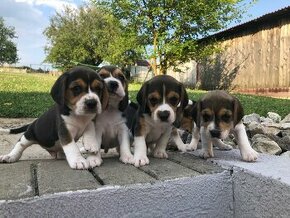 Bigl, beagle, bígl, bigel, bígel