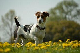 Jack Russel - KRYTIE