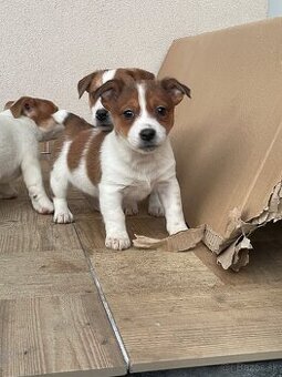 Jack russel terier