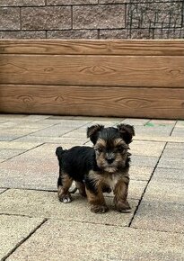 Yorkshire Terrier - šteniatko psík