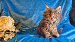 Maine Coon Mačiatka