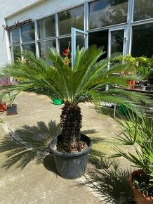 ‼️DOPREDAJ‼️Cycas Revoluta